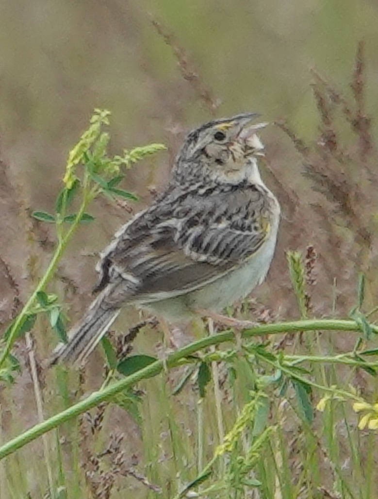 Grasshopper Sparrow - ML620598061