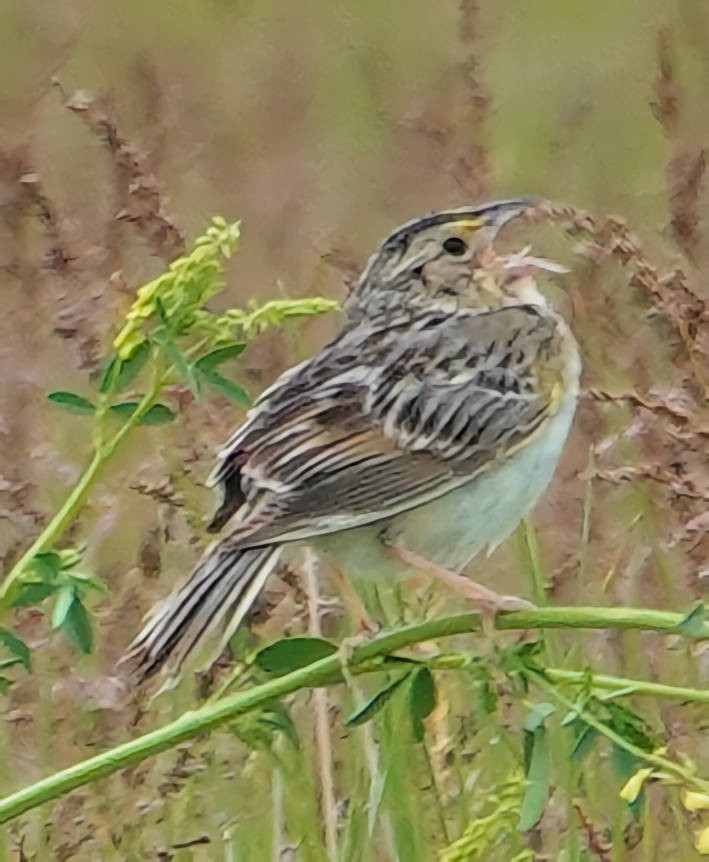 Grasshopper Sparrow - ML620598062