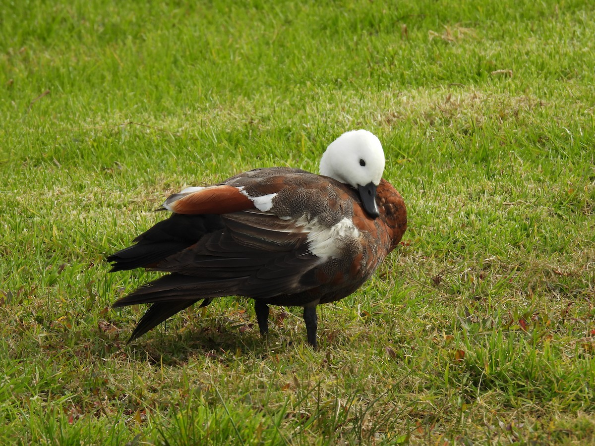 Paradise Shelduck - ML620598065