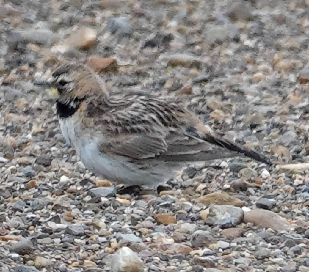 Horned Lark - ML620598067