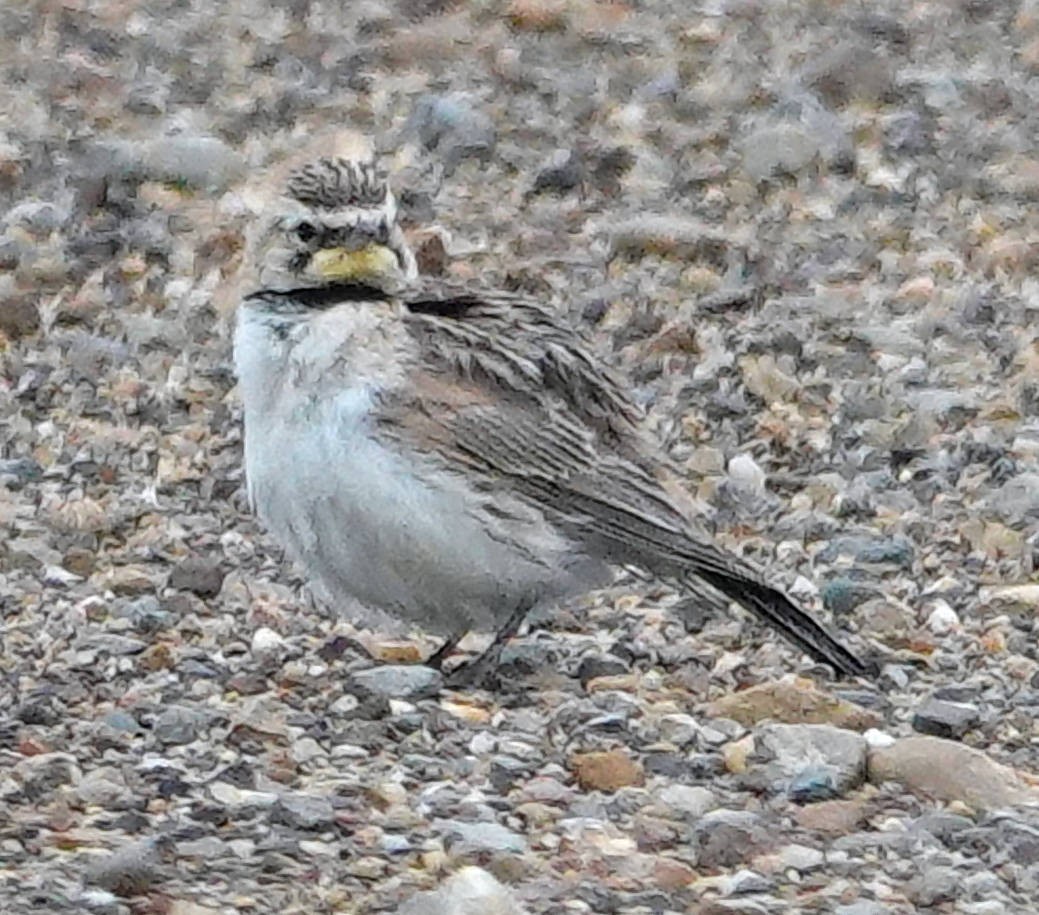 Horned Lark - ML620598068