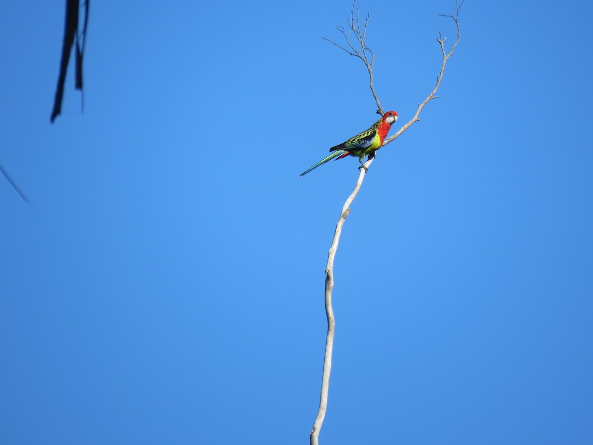 Eastern Rosella - ML620598073