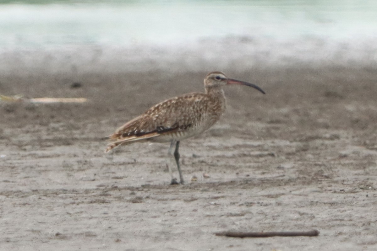 Whimbrel - ML620598077