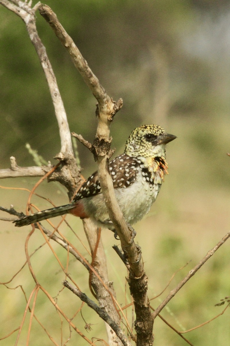 D'Arnaud's Barbet - ML620598079