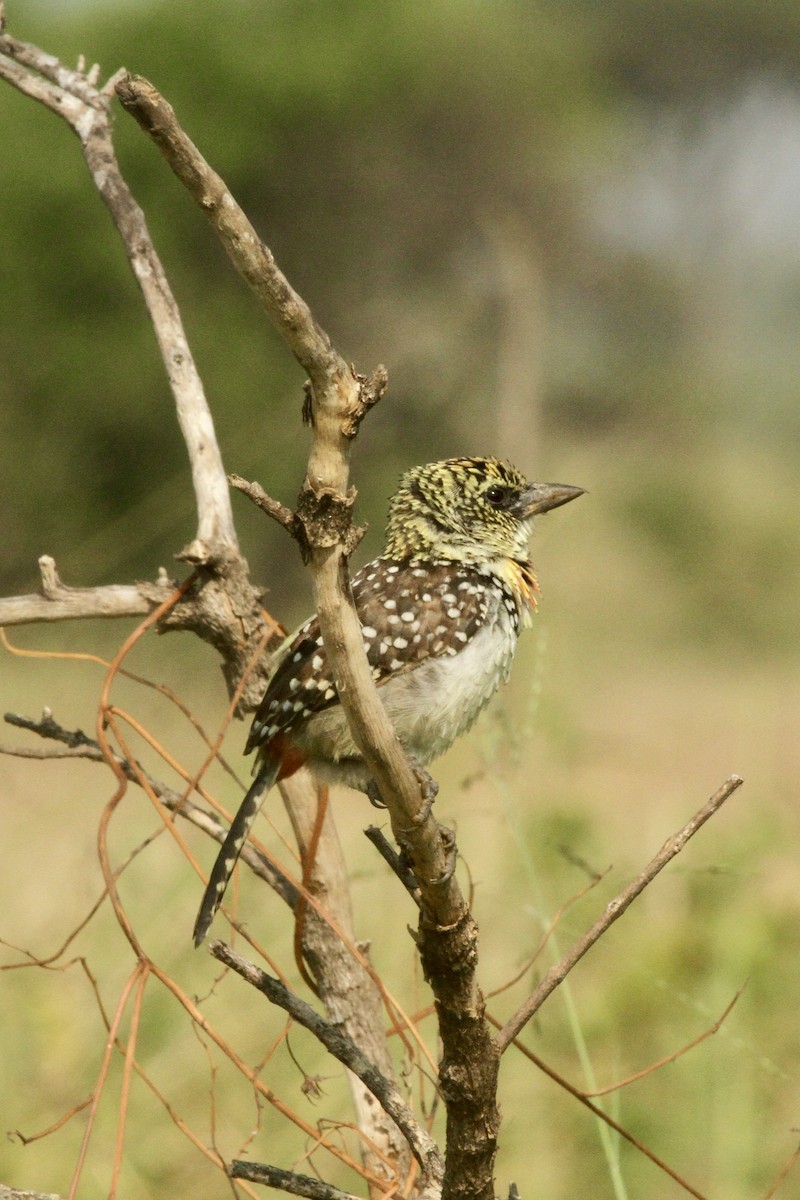 D'Arnaud's Barbet - ML620598084