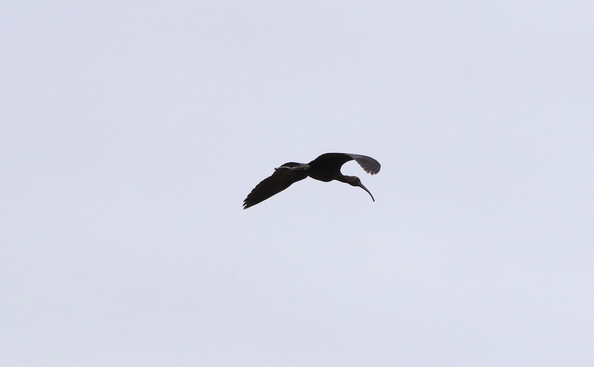 Glossy Ibis - ML620598087