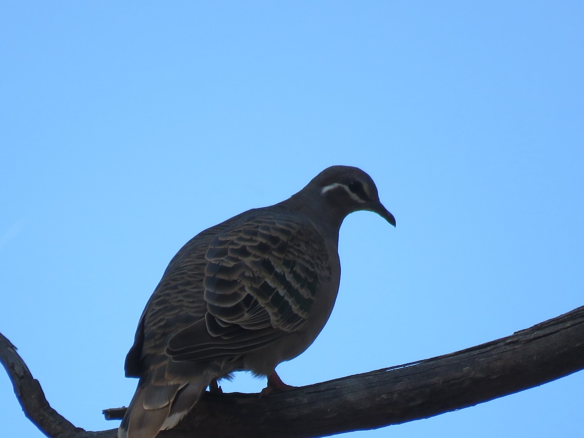 Common Bronzewing - ML620598088