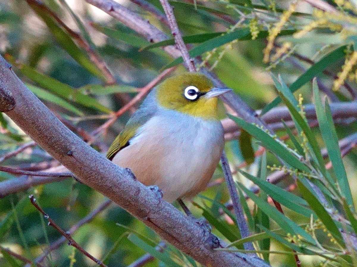 Silvereye - ML620598091