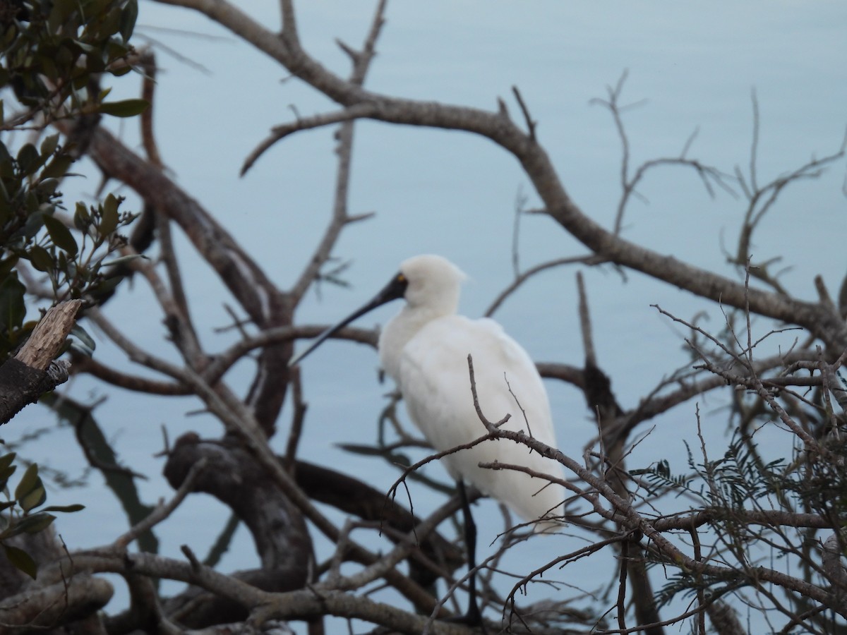 Royal Spoonbill - George Watola