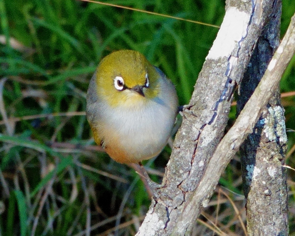 Graumantel-Brillenvogel - ML620598095