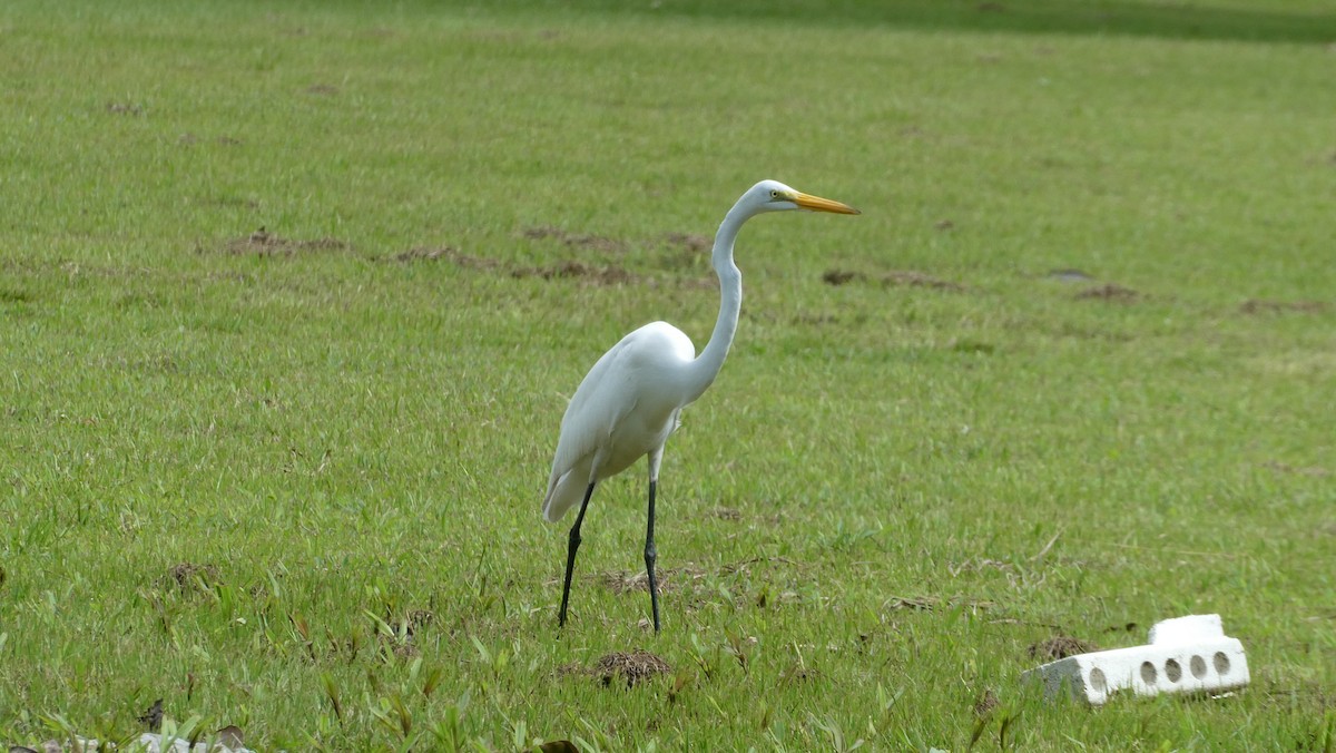 Great Egret - ML620598097