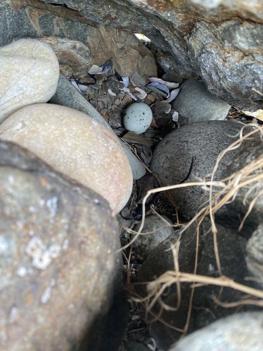 Black Guillemot - ML620598102