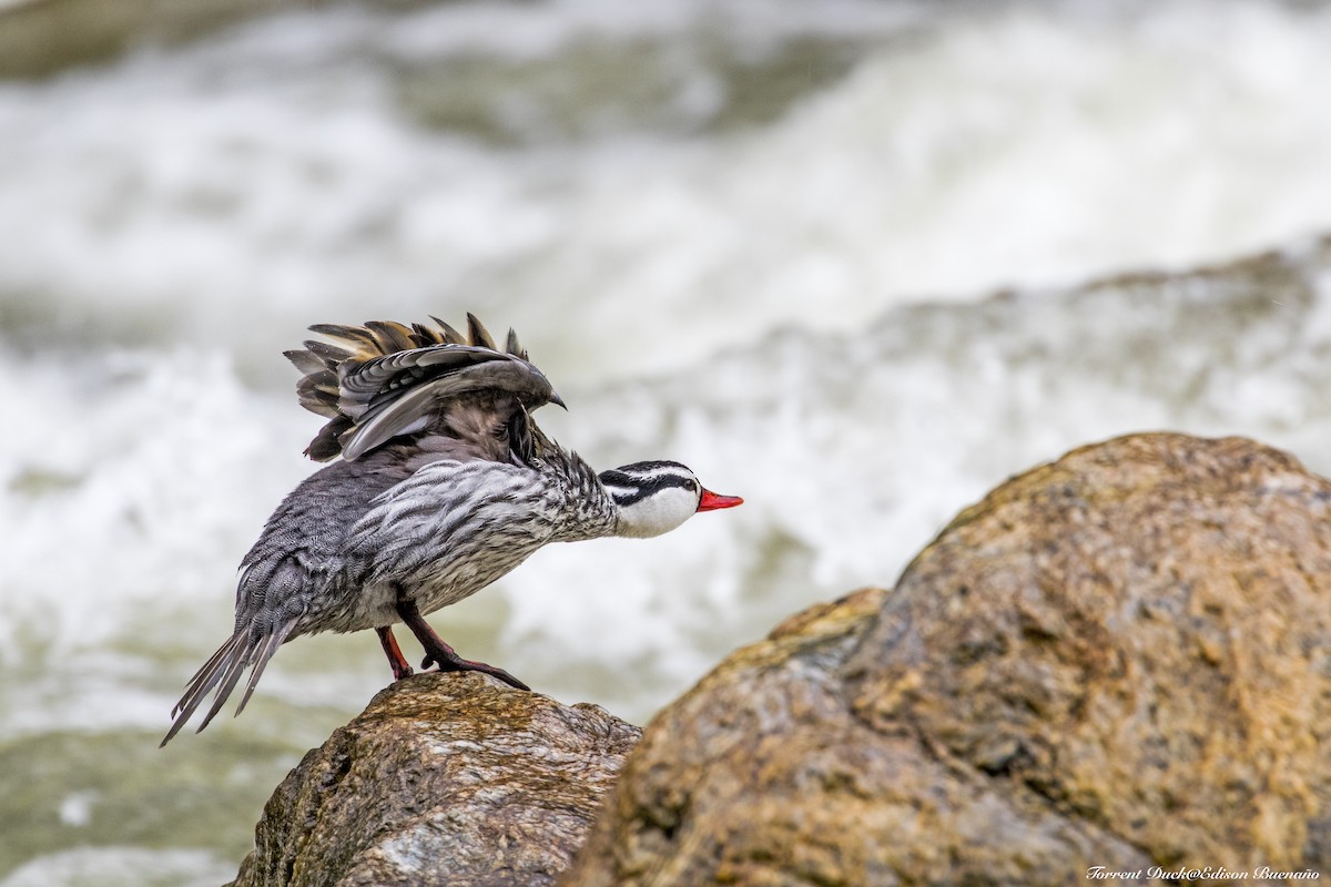 Torrent Duck - ML620598106