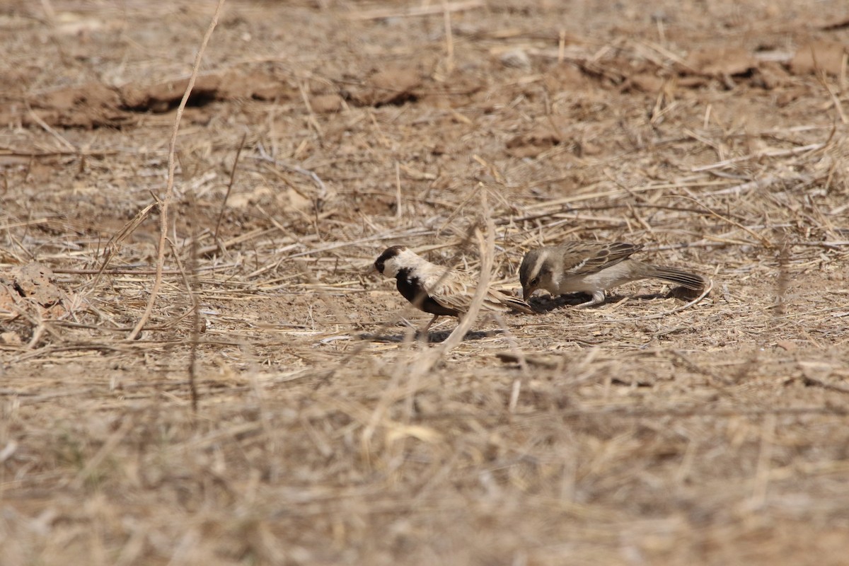 Black-crowned Sparrow-Lark - ML620598108