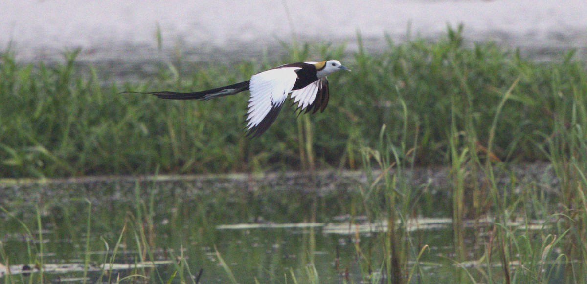 Pheasant-tailed Jacana - ML620598110