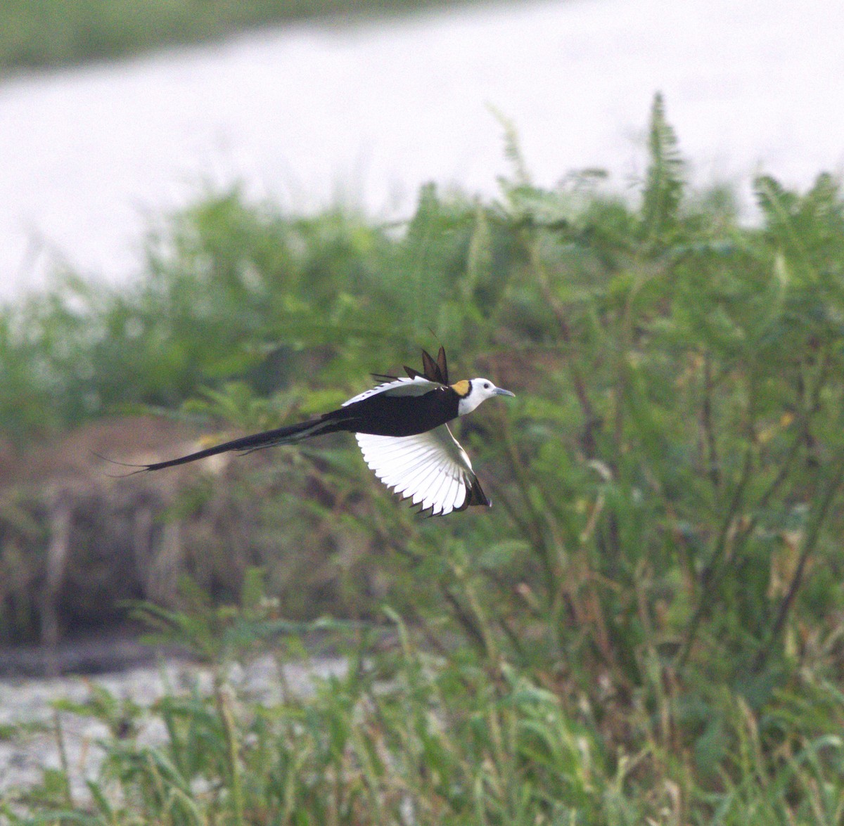 Jacana à longue queue - ML620598112