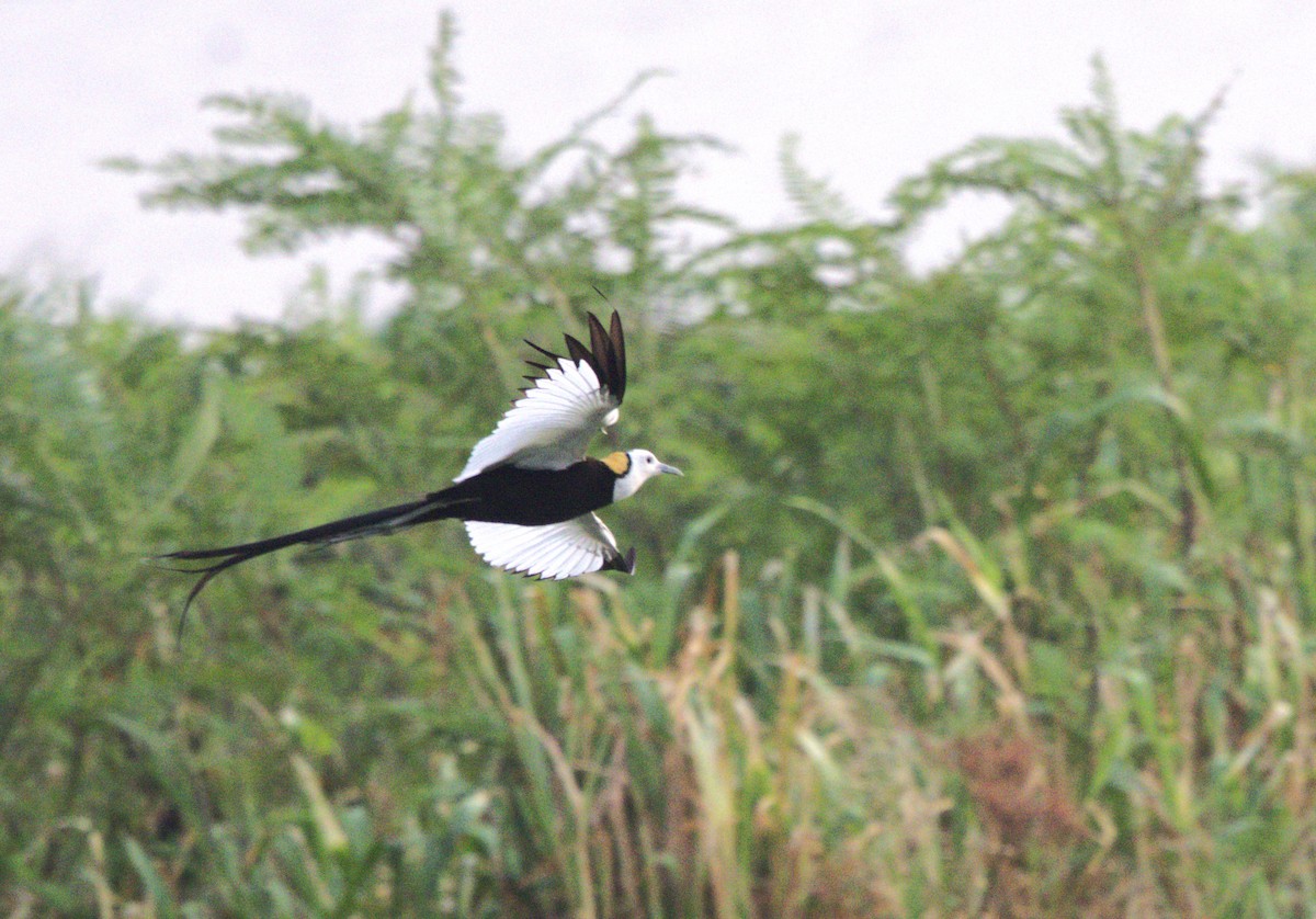 Pheasant-tailed Jacana - ML620598113