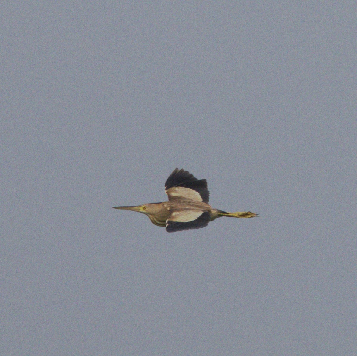 Yellow Bittern - ML620598116