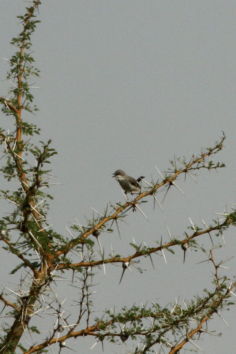 Apalis de Karamoja - ML620598117