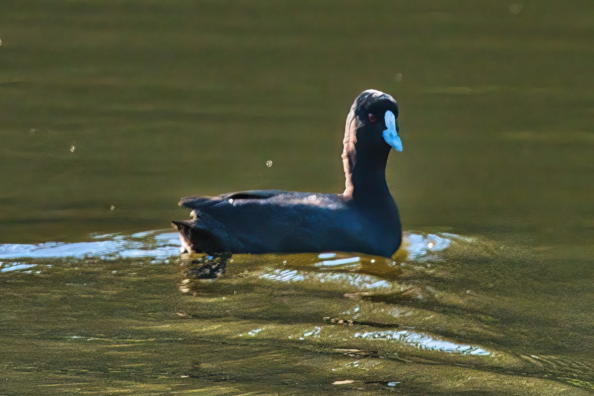 Eurasian Coot - ML620598118