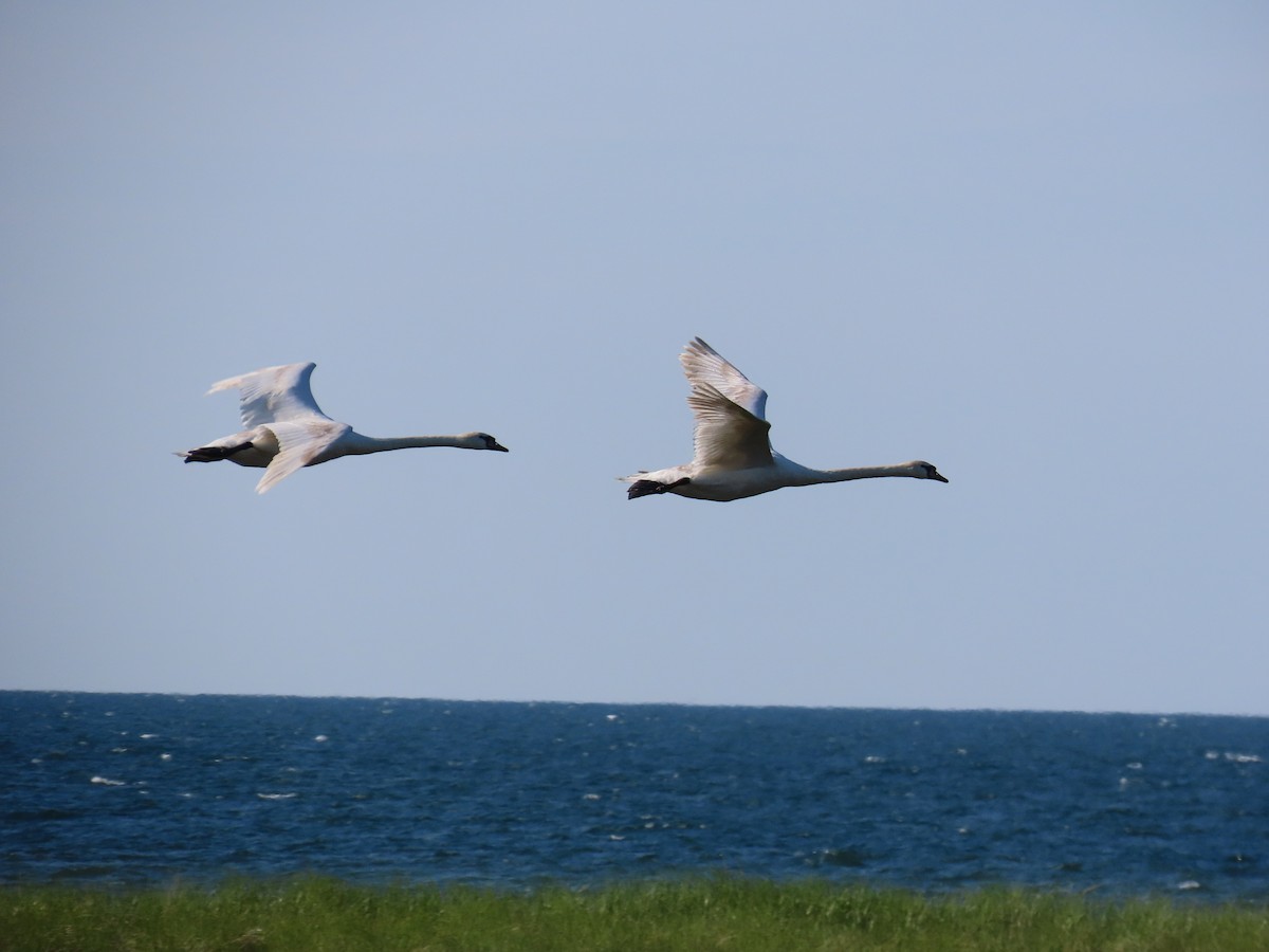 Mute Swan - ML620598119