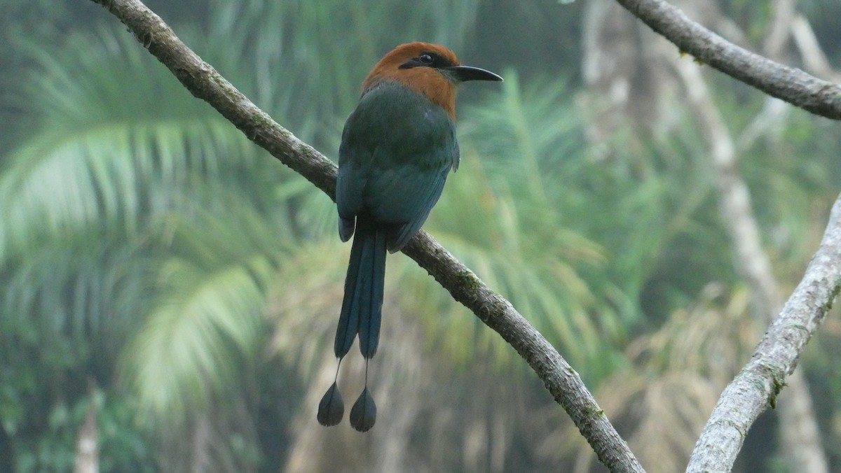 Motmot à bec large - ML620598120