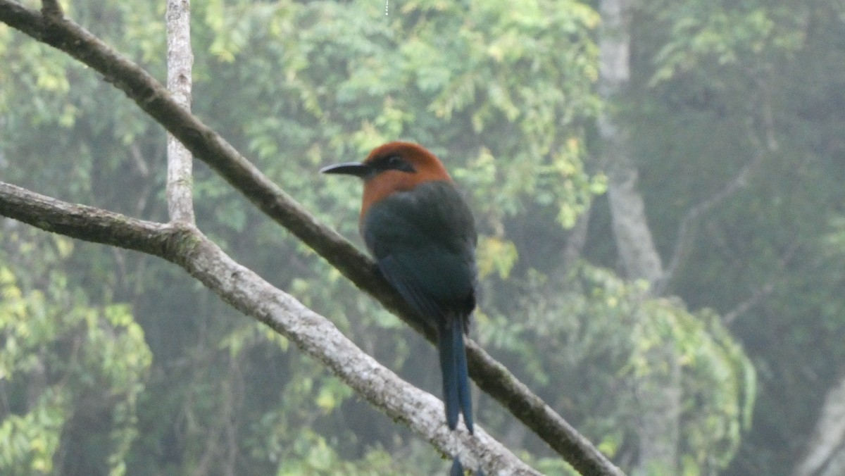 Motmot à bec large - ML620598121