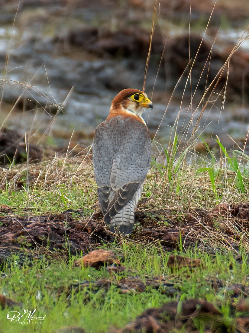 Red-necked Falcon - ML620598122