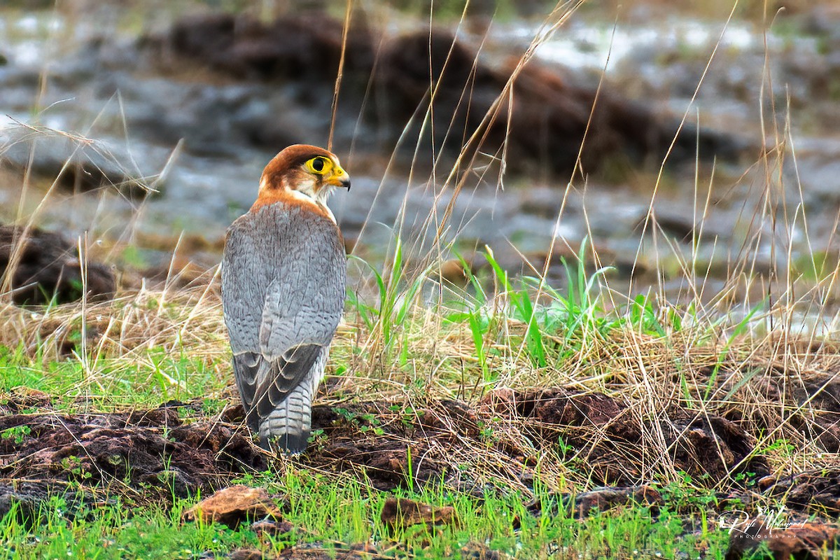 Red-necked Falcon - ML620598123