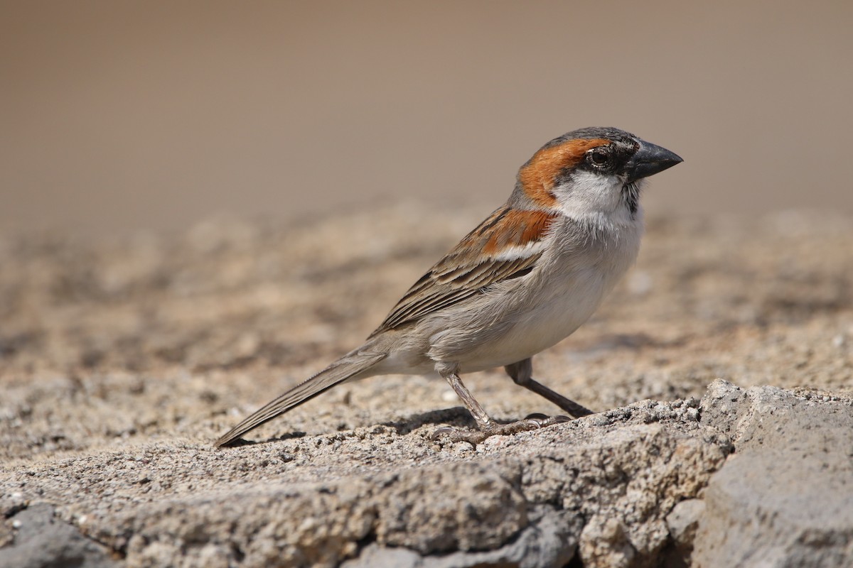 Cape Verde Sparrow - ML620598128