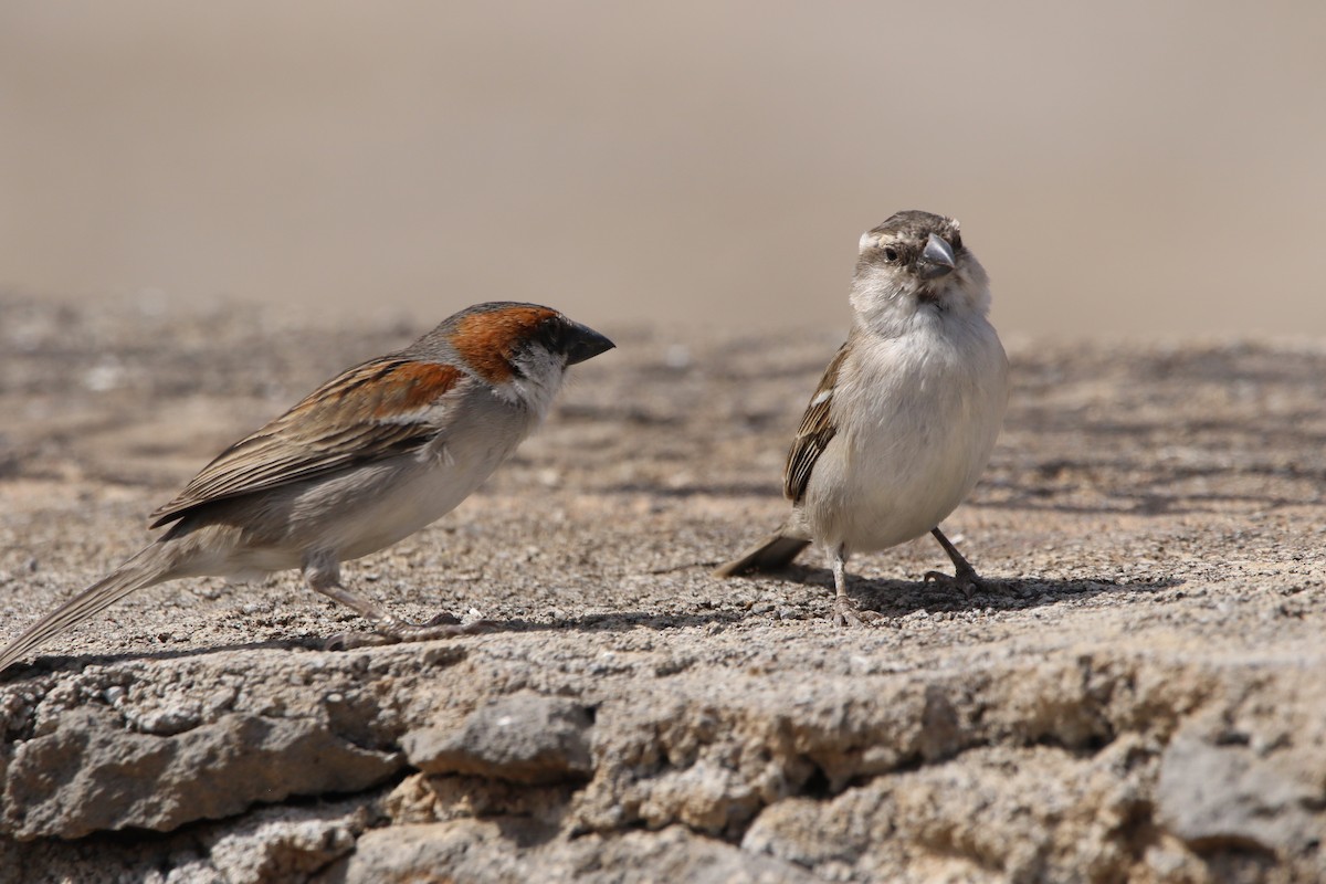 Cape Verde Sparrow - ML620598129