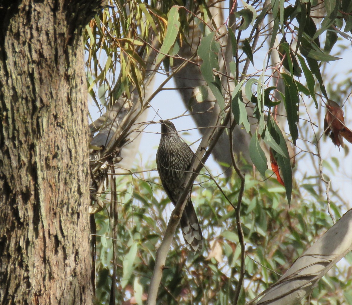 Little Wattlebird - ML620598133