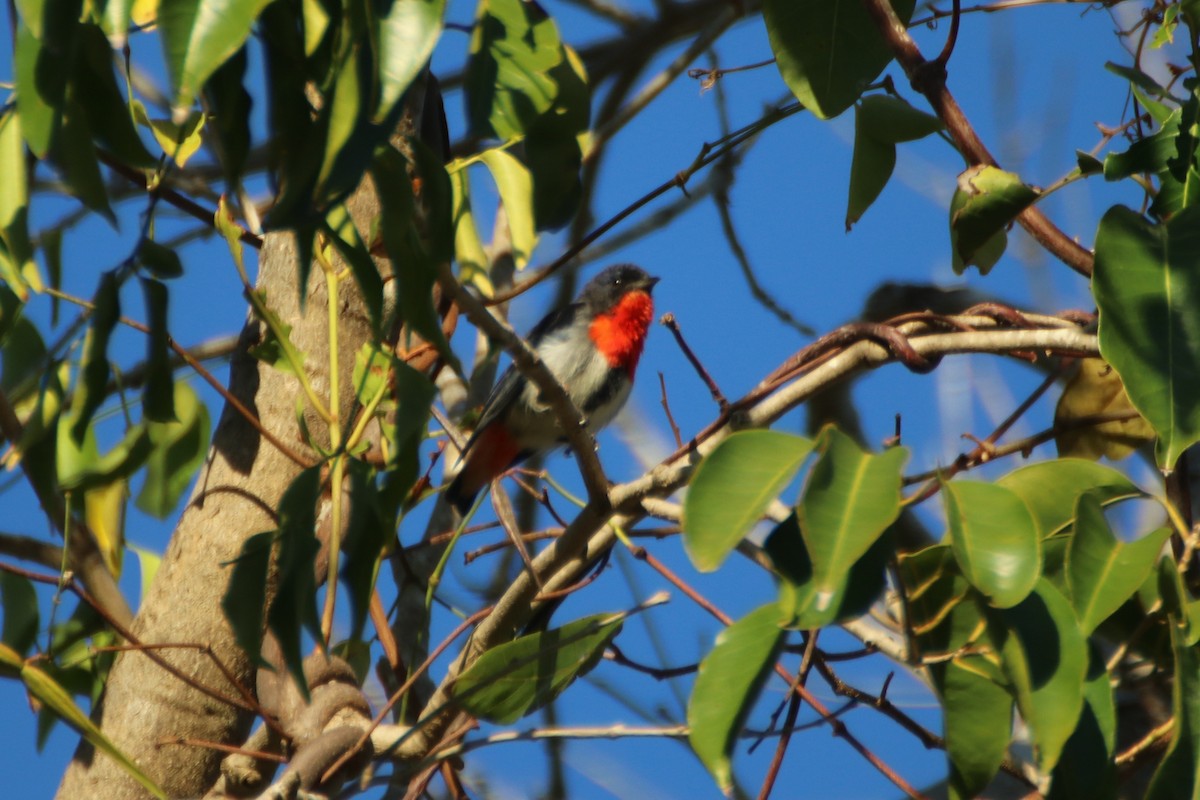 Mistletoebird - ML620598134