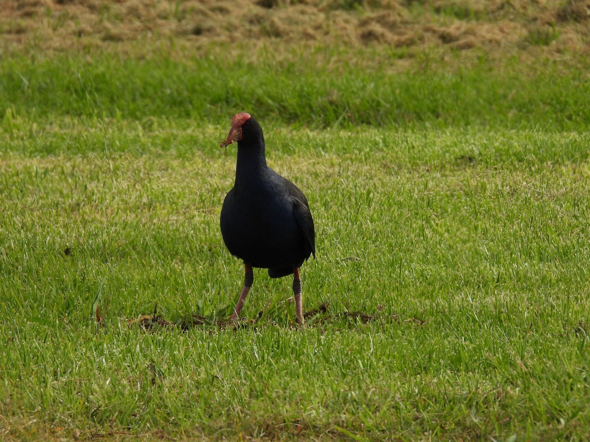 Australasian Swamphen - ML620598135