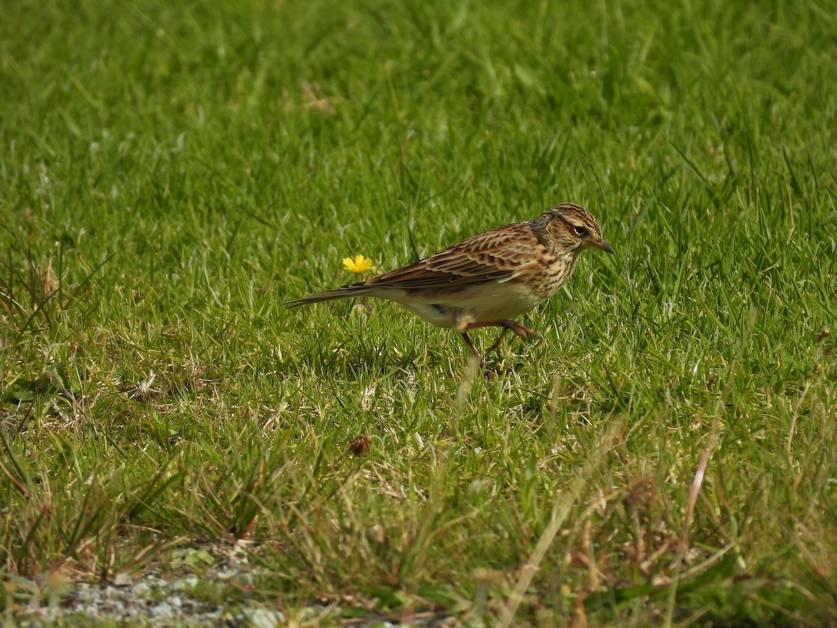 Eurasian Skylark - ML620598139