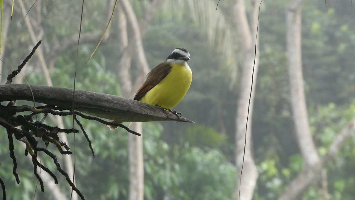 Great Kiskadee - ML620598140