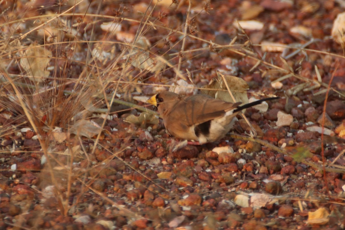 Masked Finch (Masked) - ML620598142