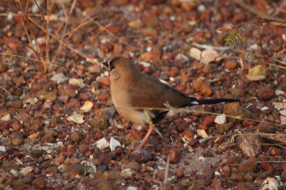 Masked Finch (Masked) - ML620598144