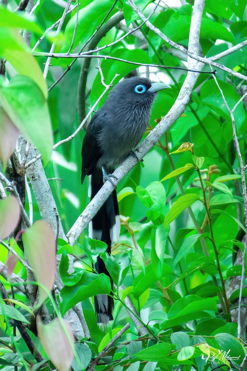 Blue-faced Malkoha - ML620598145