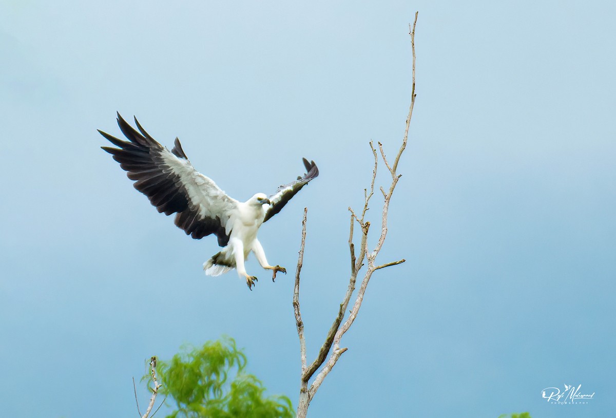 White-bellied Sea-Eagle - ML620598147