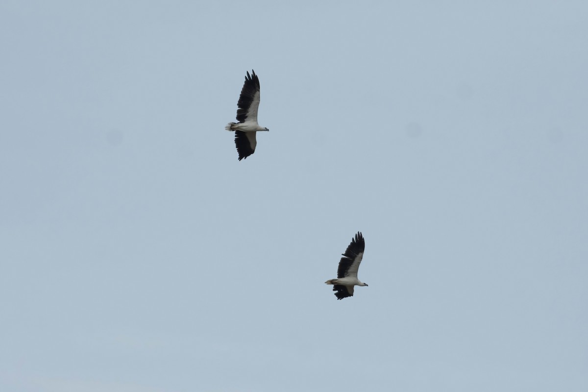 White-bellied Sea-Eagle - ML620598149