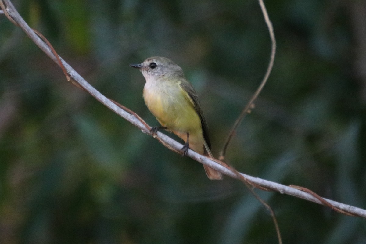 Lemon-bellied Flyrobin (Lemon-bellied) - ML620598151