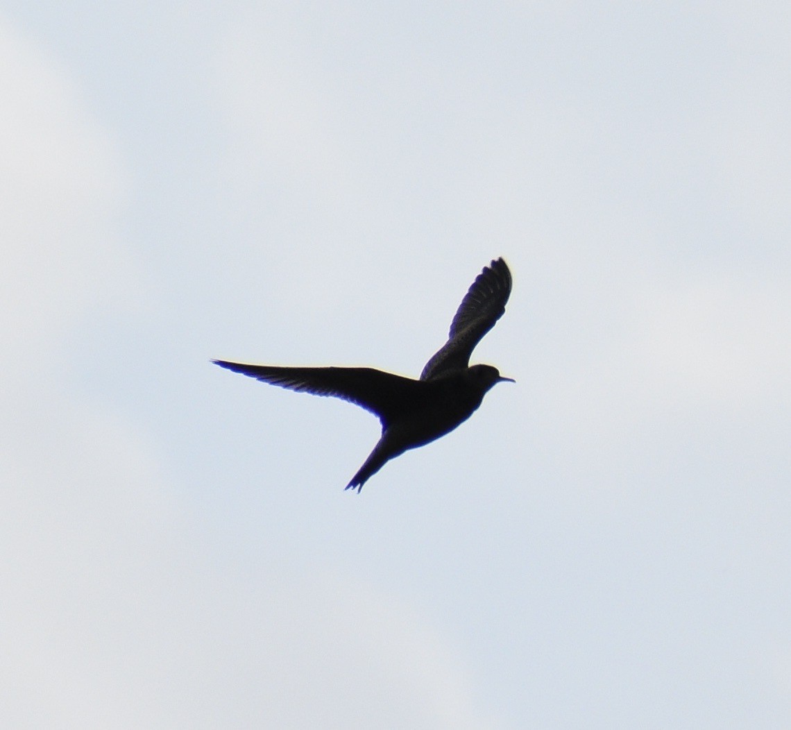 Upland Sandpiper - ML620598158