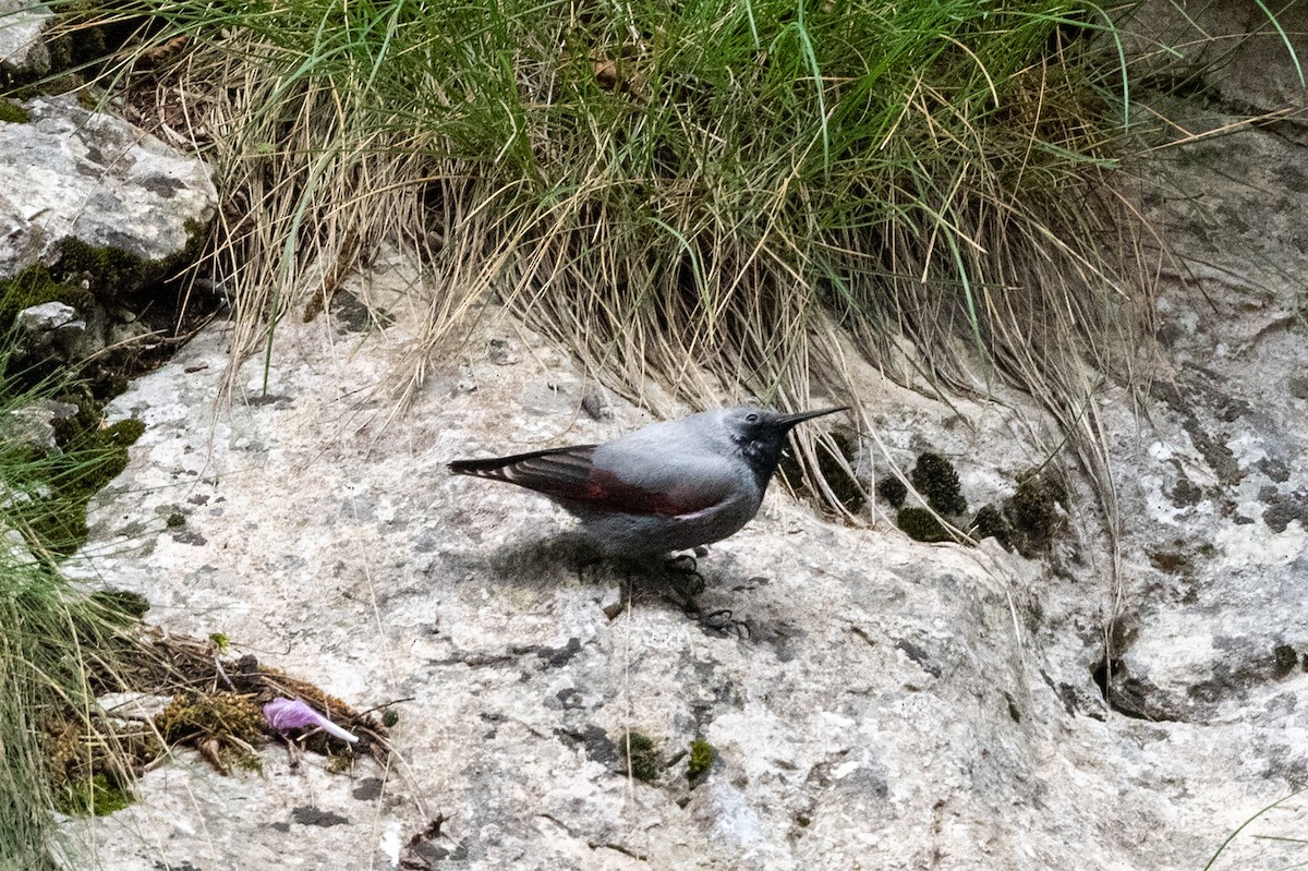 Wallcreeper - ML620598161