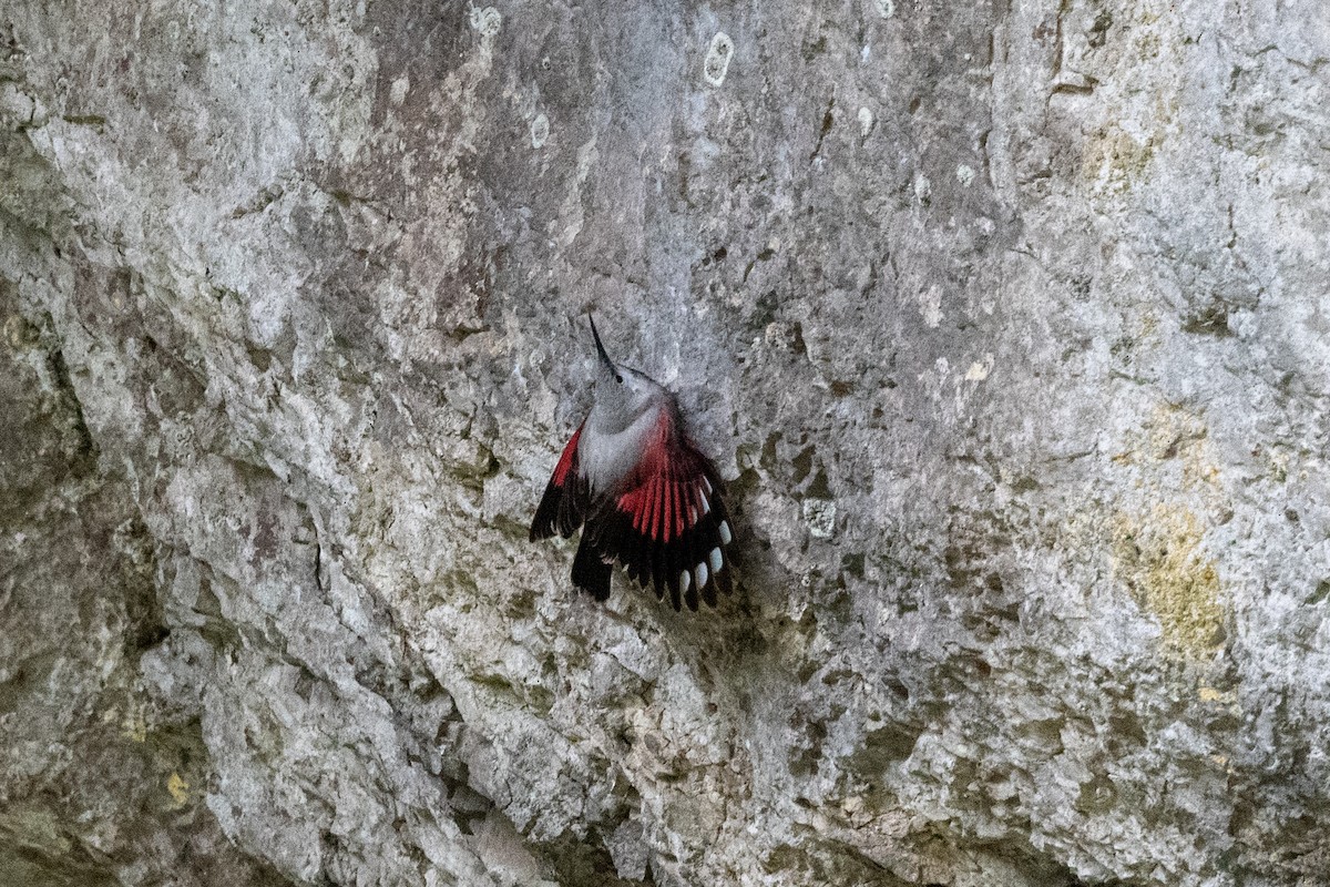 Wallcreeper - ML620598162