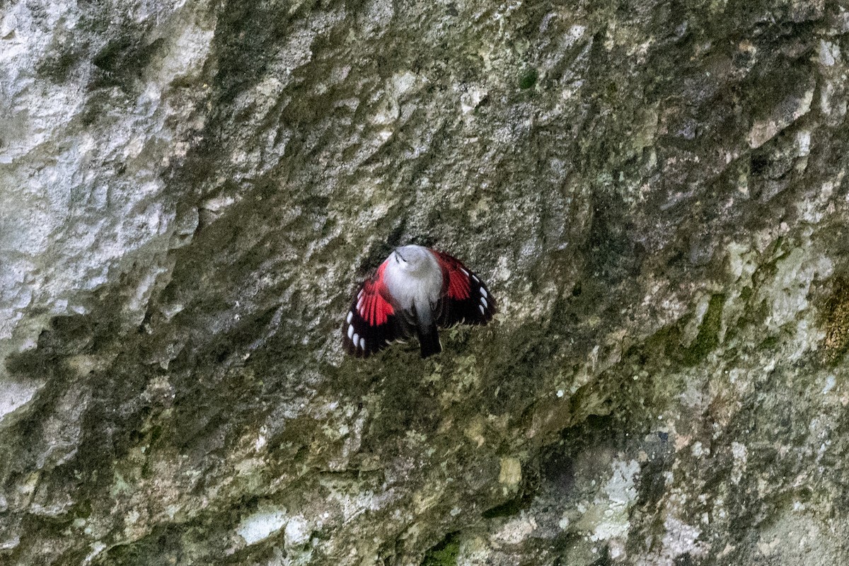 Wallcreeper - ML620598163