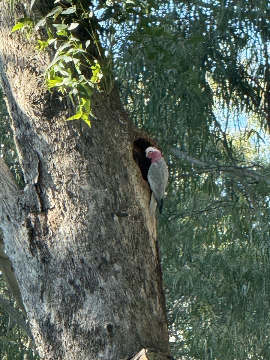 Rosakakadu - ML620598169