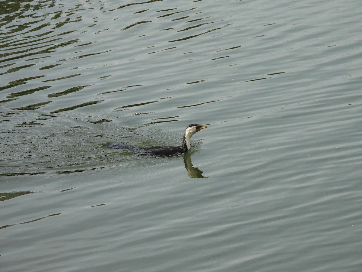 Little Pied Cormorant - ML620598170