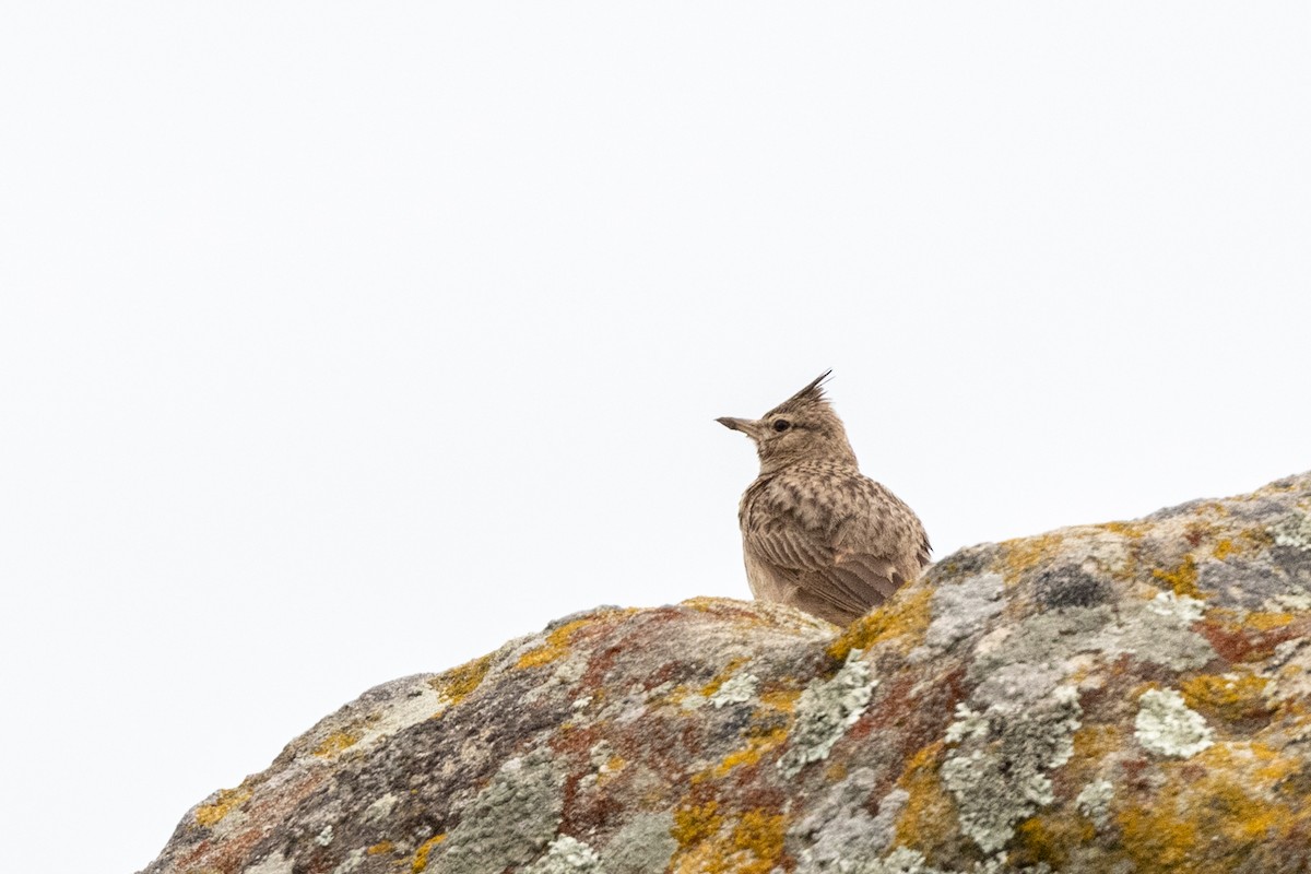 Crested Lark - ML620598172