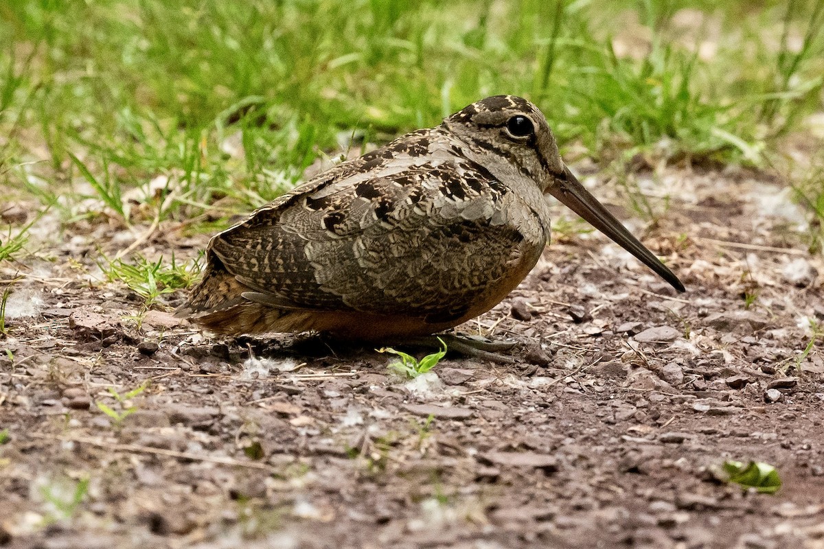 American Woodcock - Bill Massaro